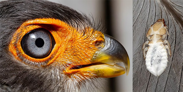 An image of a close-up of a birds head next to an image of a parasite